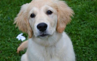 elsa Elsa the golden retriever puppy