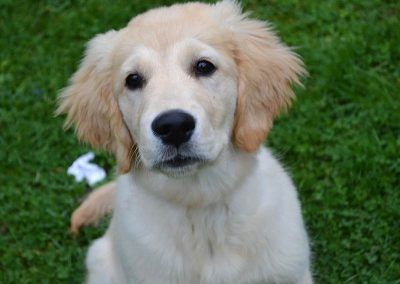 Elsa the golden retriever puppy