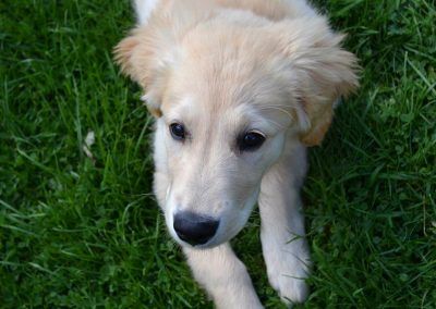 Puppy lying down