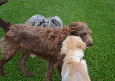 Puppy Elsa meeting older dog Ruby
