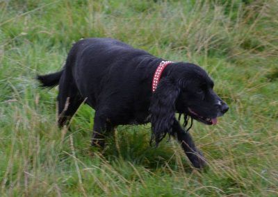13 year old cocker spaniel