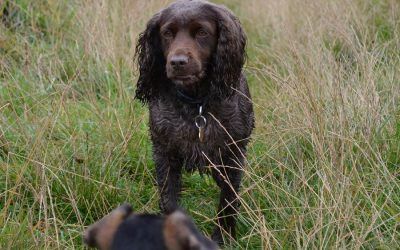 brown cocker spaniel