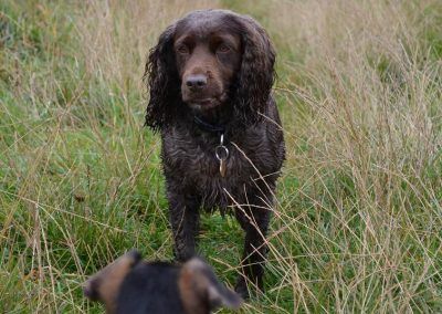 brown cocker spaniel