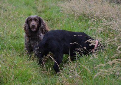 Mother and daughter cocker spaniels