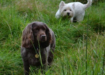 brown working cocker spaniel
