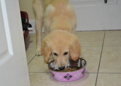 puppy feeding