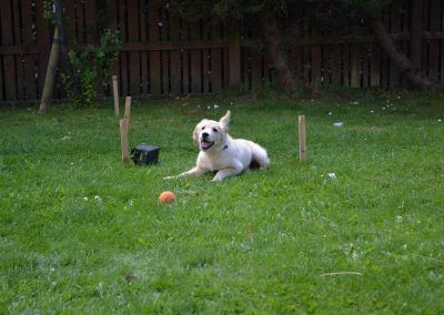 puppy play in garden