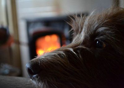Dog lying next to stove