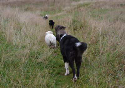 Dogs running