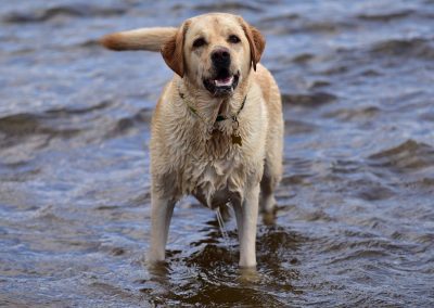 golden labrador in river