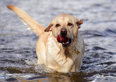 yellow labrador with ball in mouth