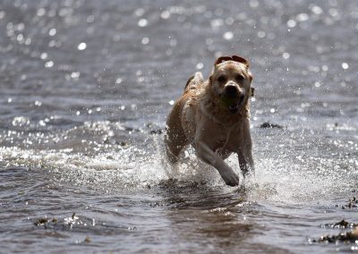 dog in river clyde