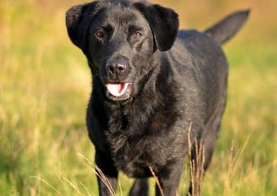 black lab in summer