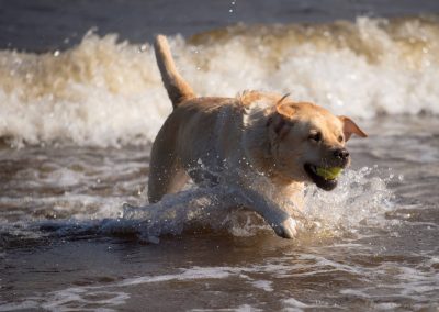 yellow labrador waves