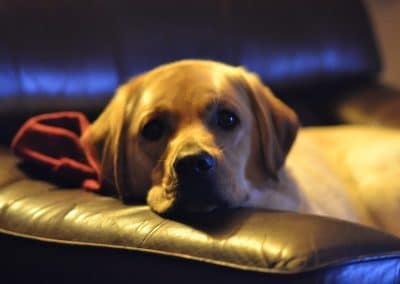 yellow lab sleeping