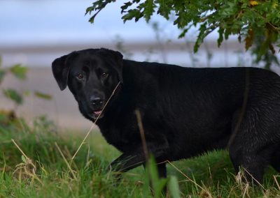 Black lab at beach