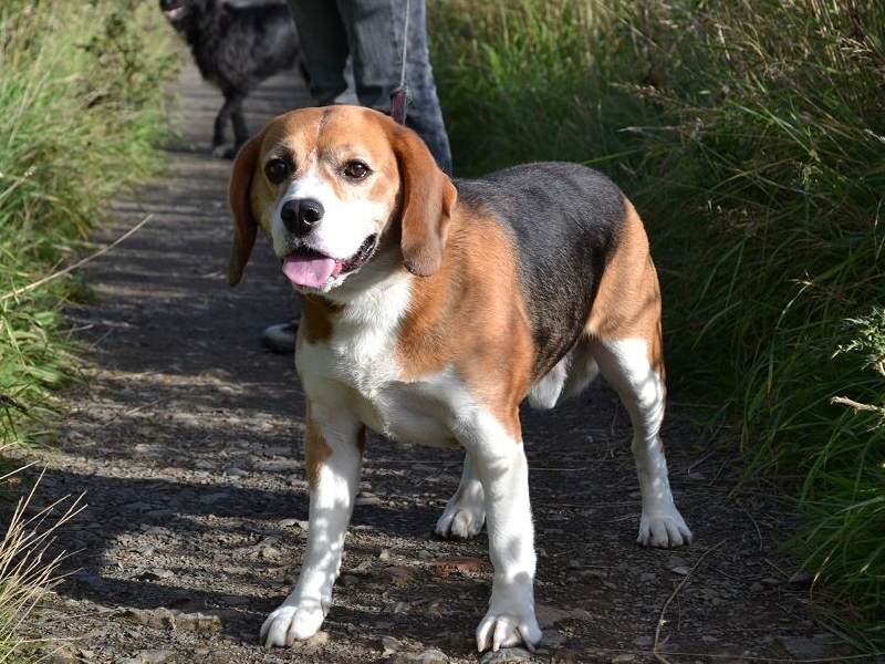 beagle dog