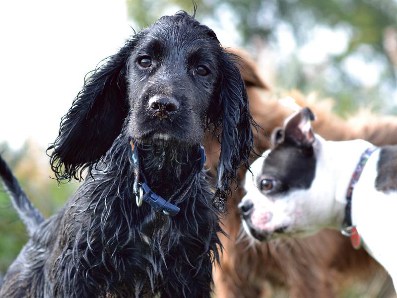 rocky the black cocker spaniel puppy