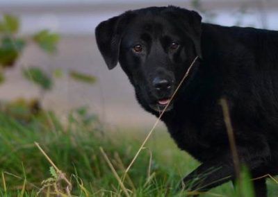 Jet black labrador