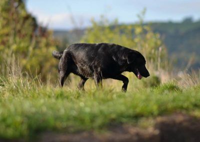 black labrador picture