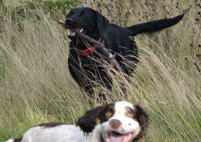 black labrador with stick