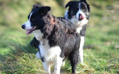 Misty and Ozzie! border collie dogs