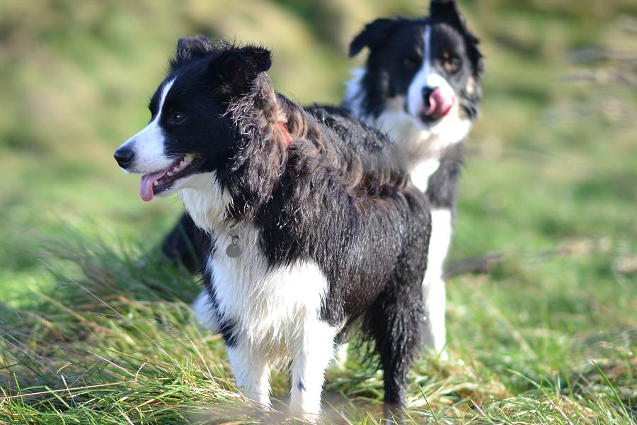 border collie dogs