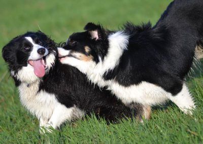 border collies playing