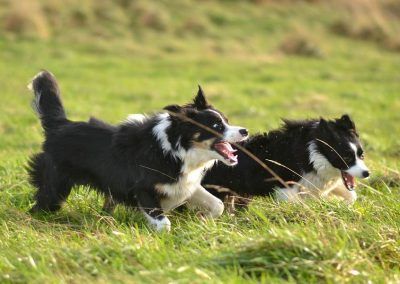 border collies running