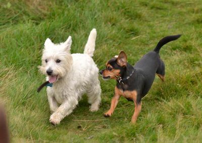 West highland terrier and king charles cross