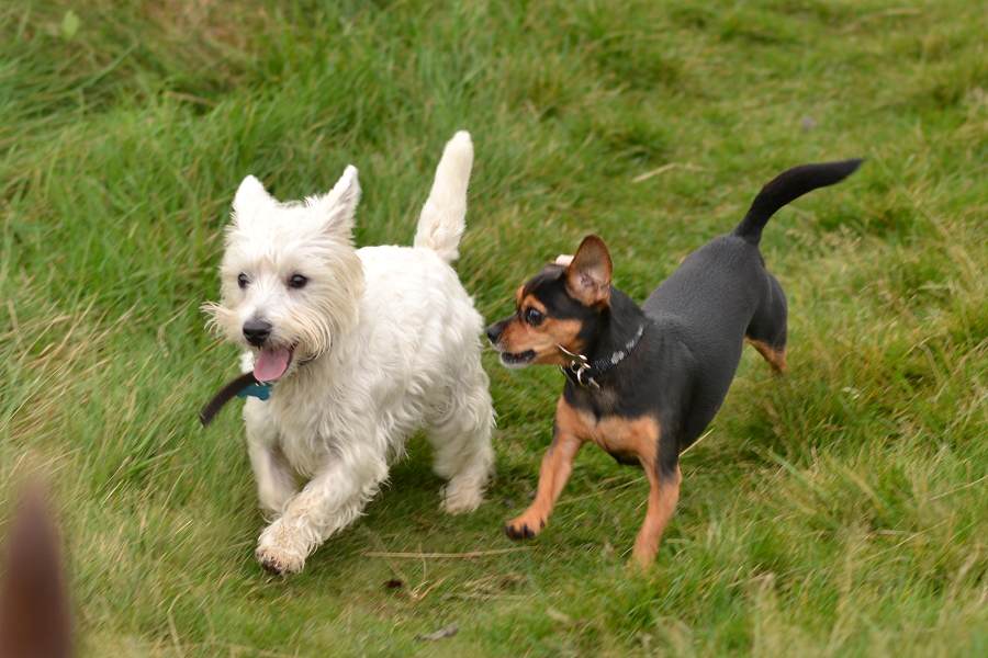 West highland terrier and king charles cross