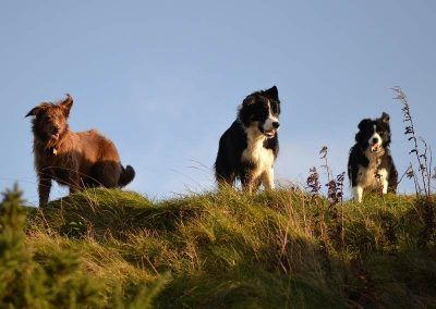 collies on a hill