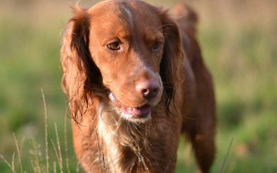 Copper! Copper cocker spaniel