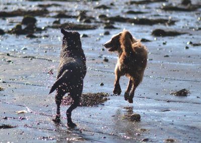 dog friends