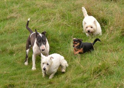 Dogs playing on grass