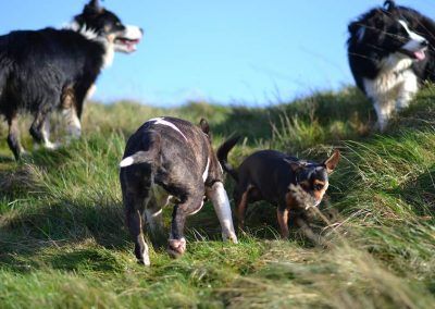 dog walking on a hill