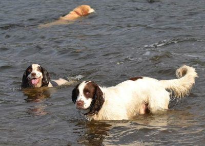 Dogs in water