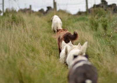 Dog trail