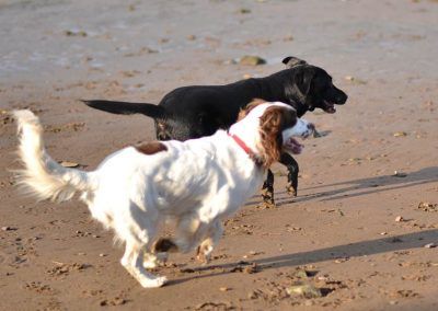 dogs running together