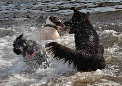 dogs splashinig in water