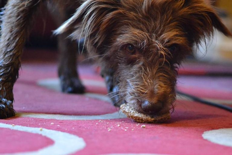 dog eating biscuit