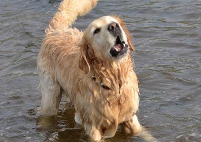 golden retriever barking