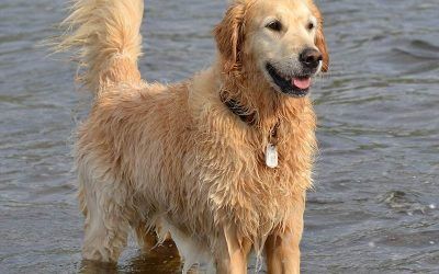 mylo the golden retriever in water