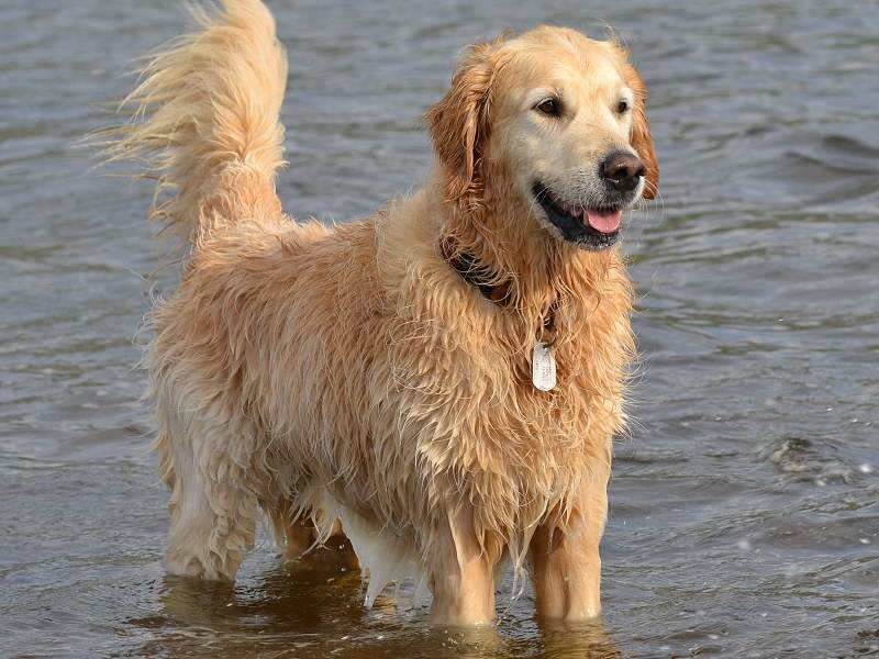 mylo the golden retriever in water