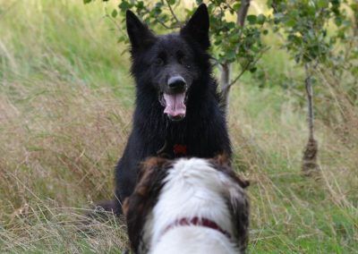GSD and Springer spaniel