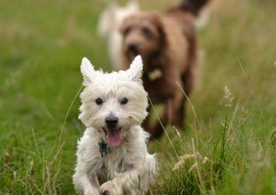 Small west highland terrier