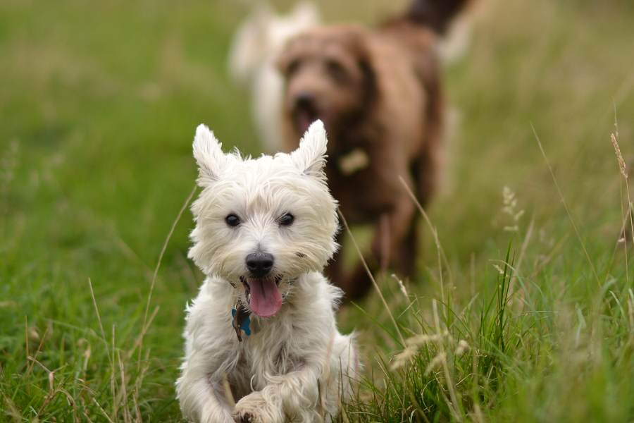 Small west highland terrier