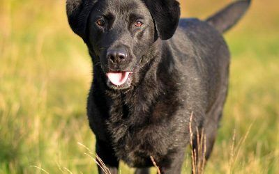 Jet! Jet the Black Labrador