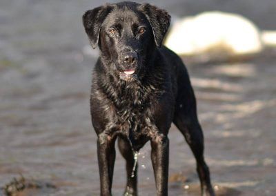 jet the black lab