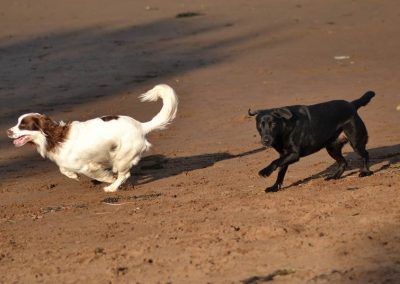 labrador and spaniel